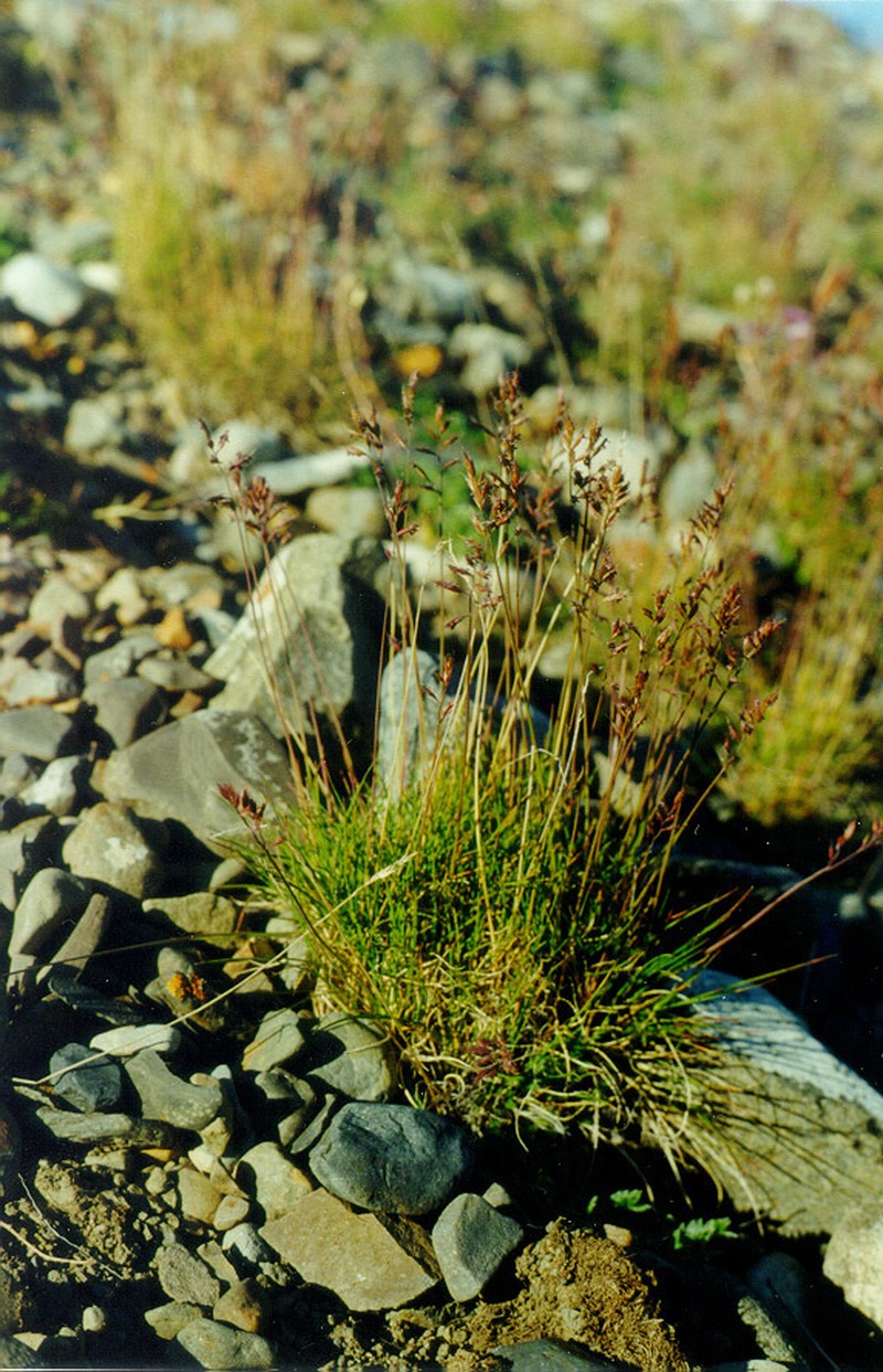 Eared Fescue photo 3