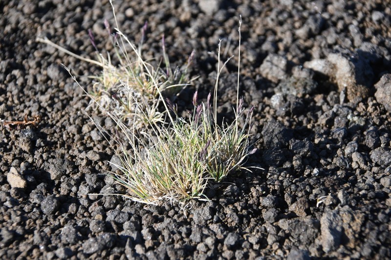 Eared Fescue photo 4