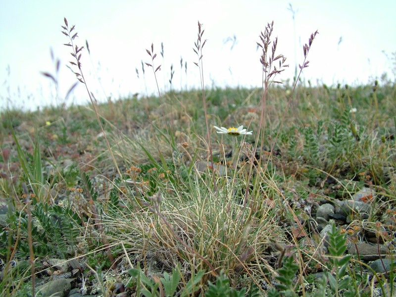 Eared Fescue photo 6