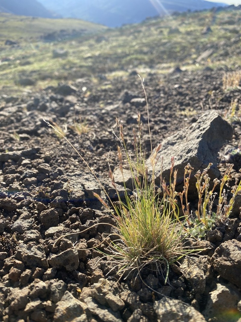 Eared Fescue photo 7