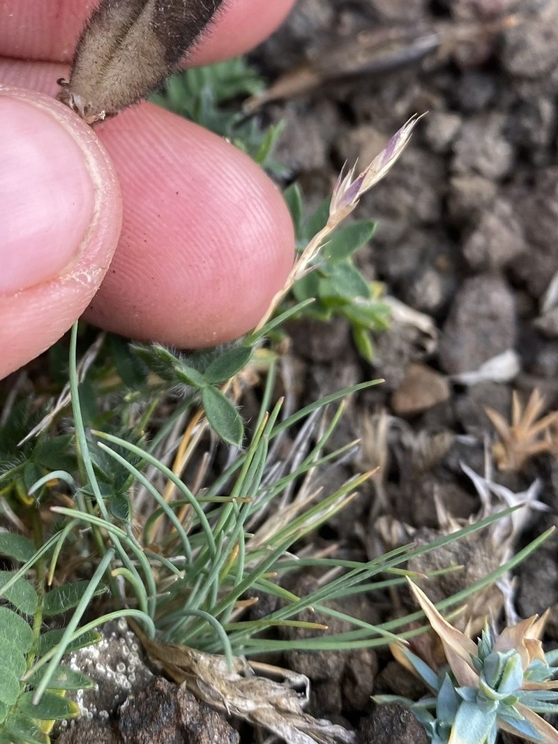 Eared Fescue photo 8