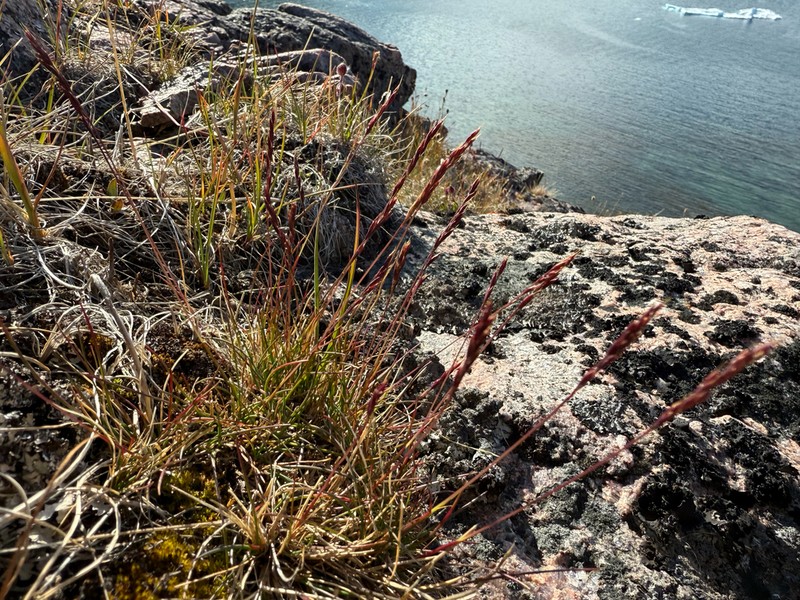 Baffin Fescue