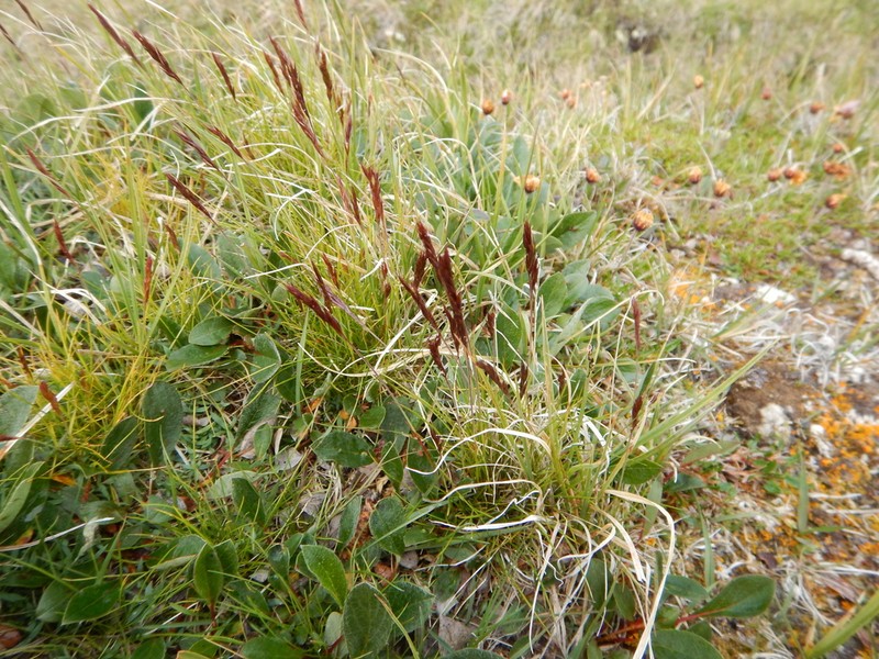 Baffin Fescue photo 3