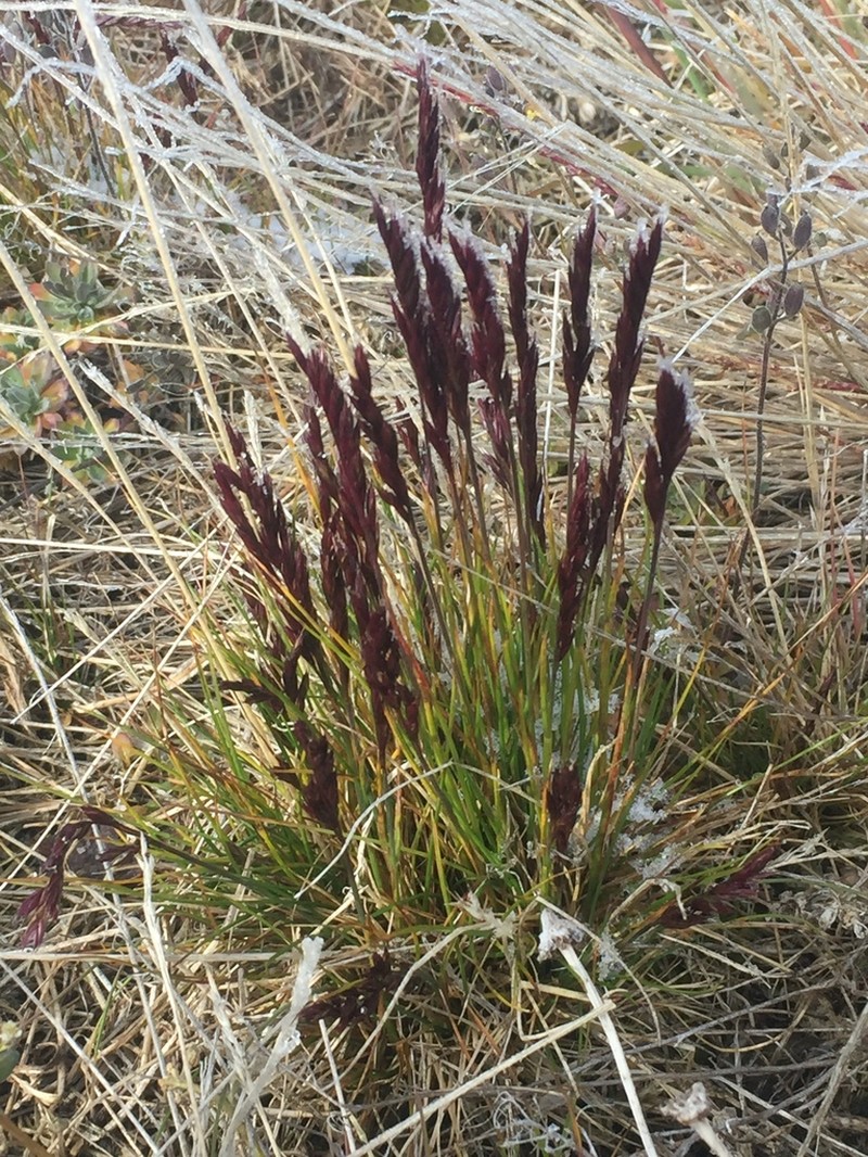 Baffin Fescue photo 5