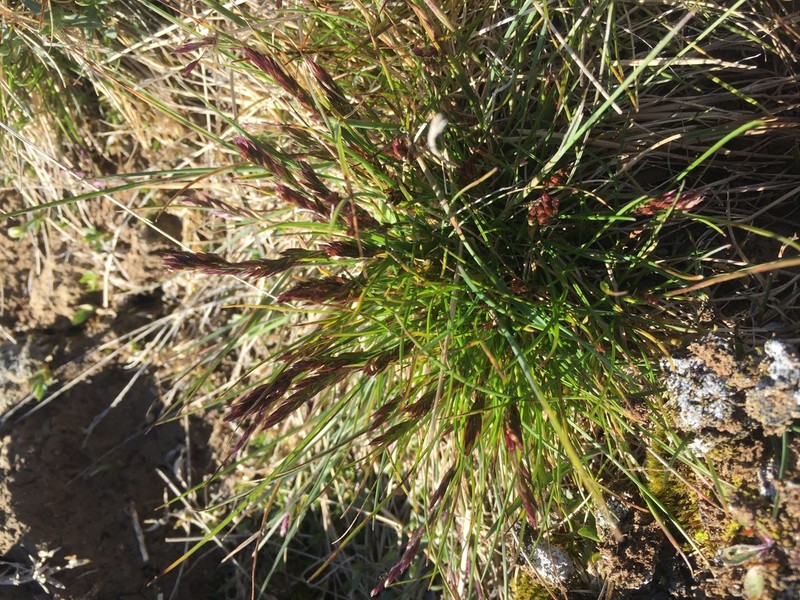 Baffin Fescue photo 6