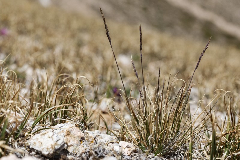 Greenland Fescue