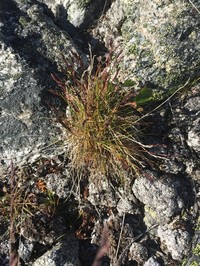 Alpine Fescue