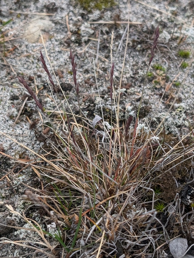 Alpine Fescue photo 4