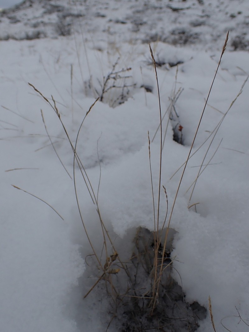 Alpine Fescue photo 6