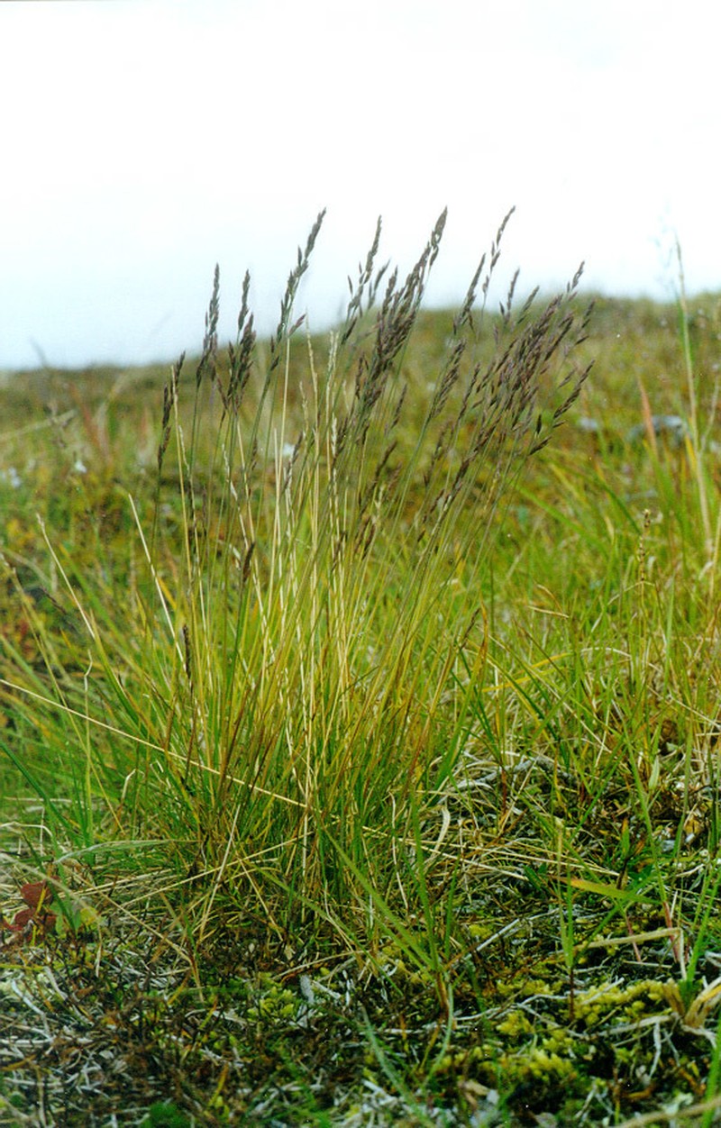 Alpine Fescue photo 7