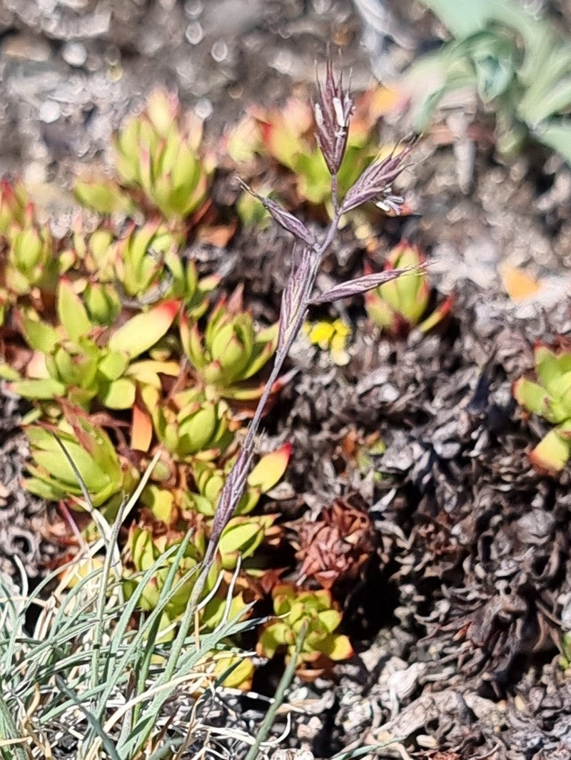 Alpine Fescue photo 8