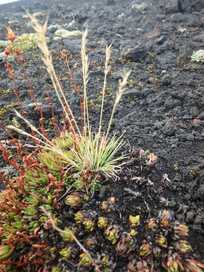 Alaska Fescue