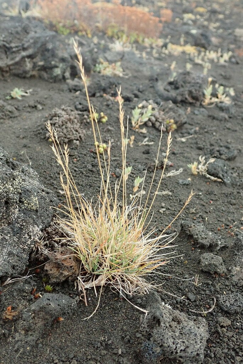 Alaska Fescue photo 3