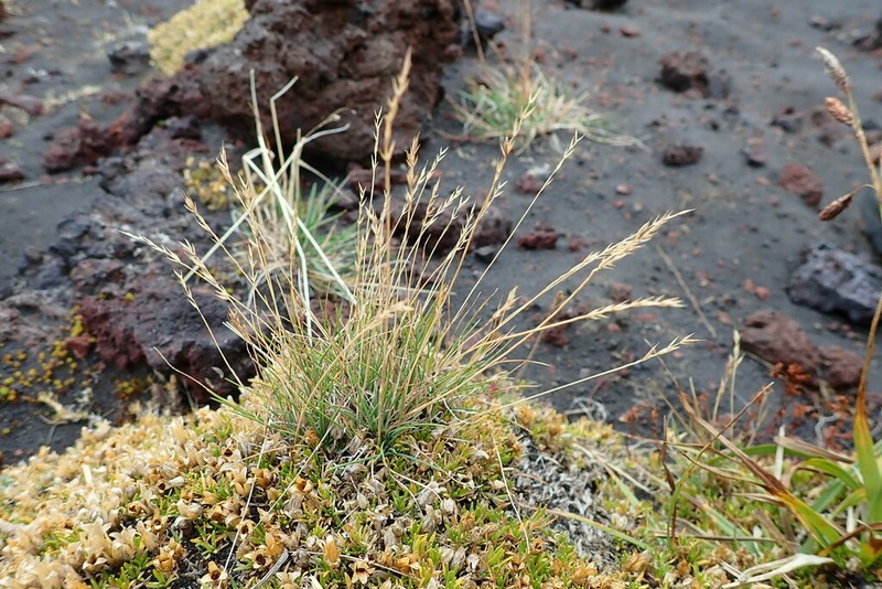 Alaska Fescue photo 4