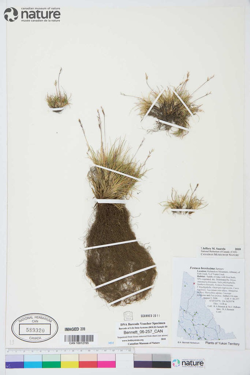 Alaska Fescue photo 6