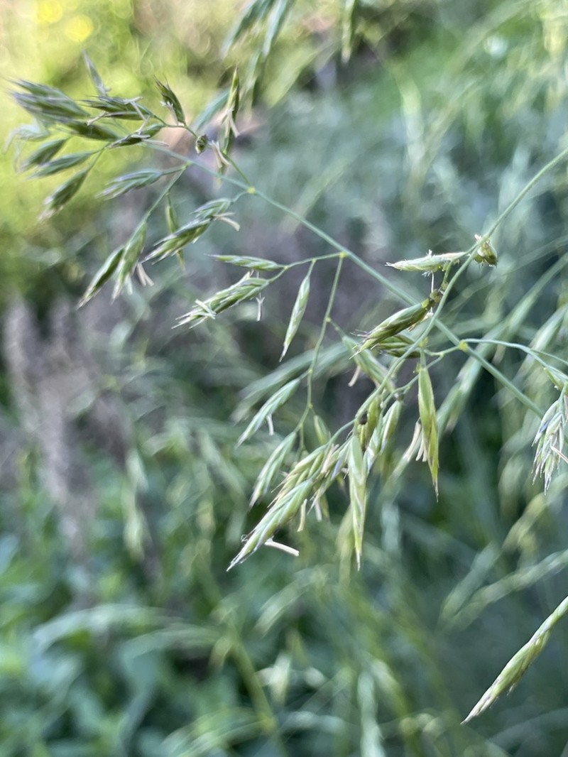 California Fescue