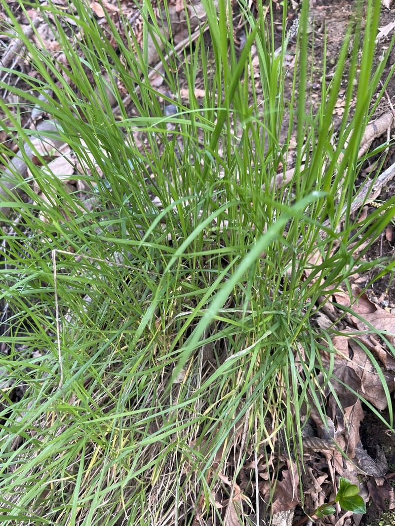 California Fescue photo 3