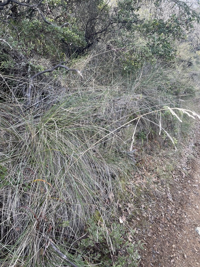 California Fescue photo 4