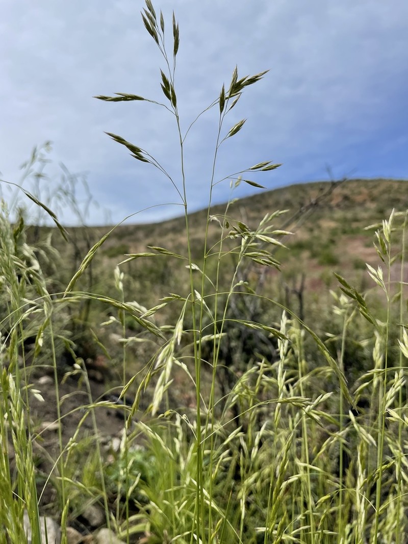California Fescue photo 5