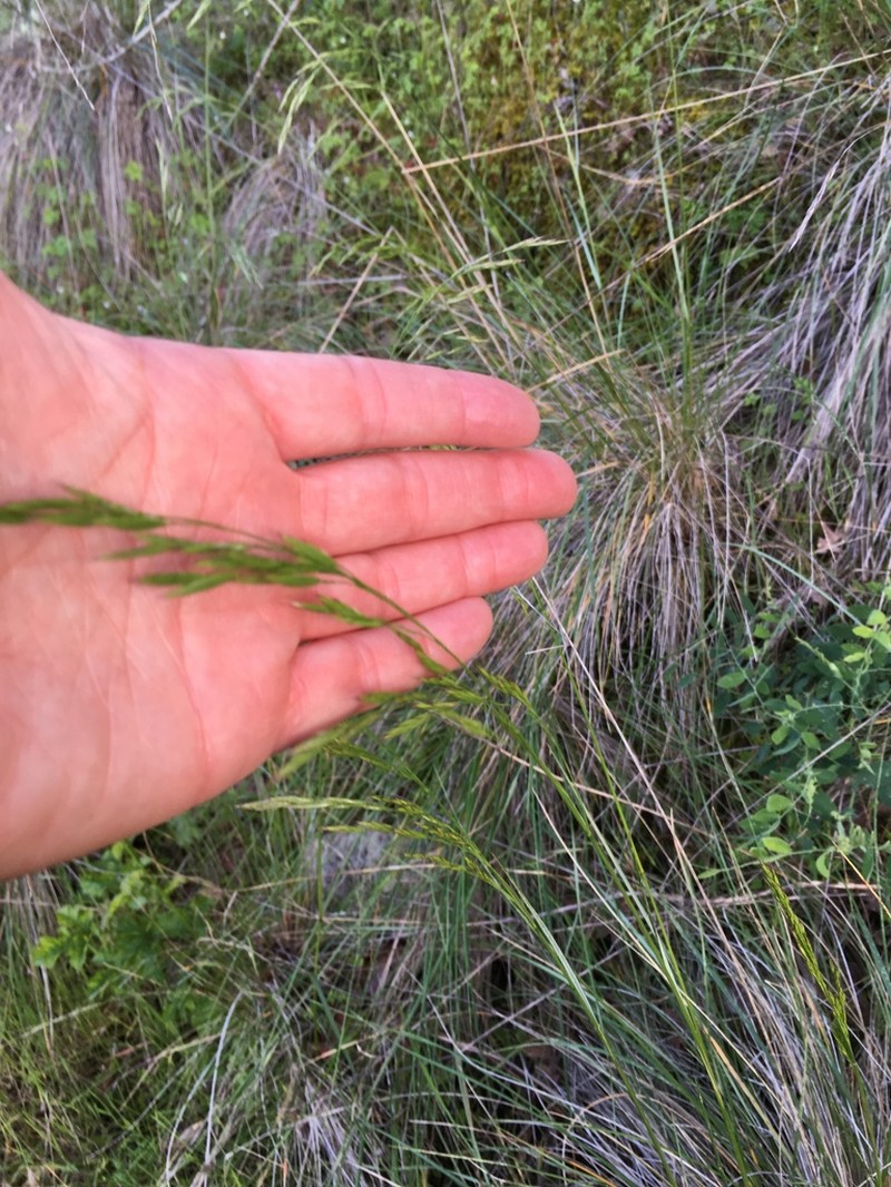 Parish's California Fescue photo 2