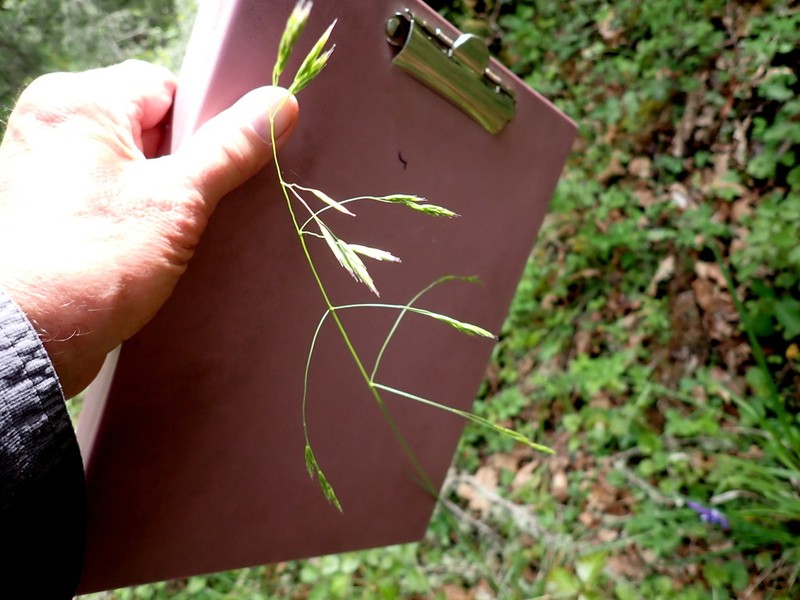 Parish's California Fescue photo 7