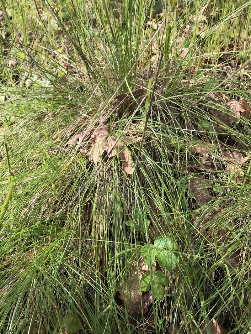 Parish's California Fescue photo 8