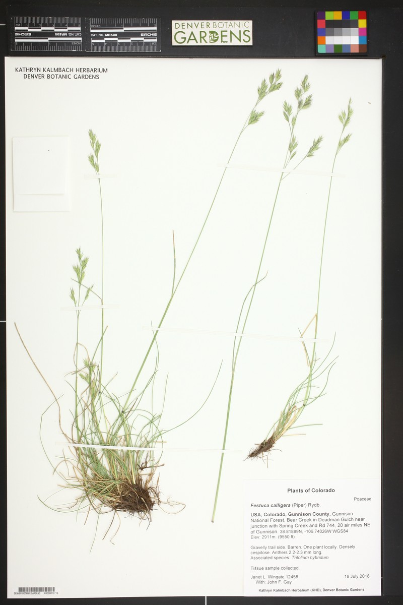 Southwest Fescue