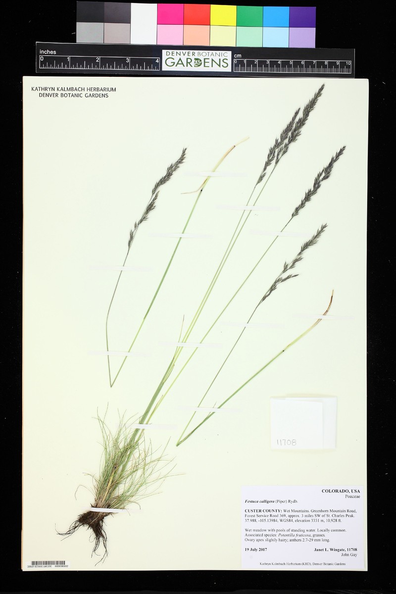 Southwest Fescue photo 2
