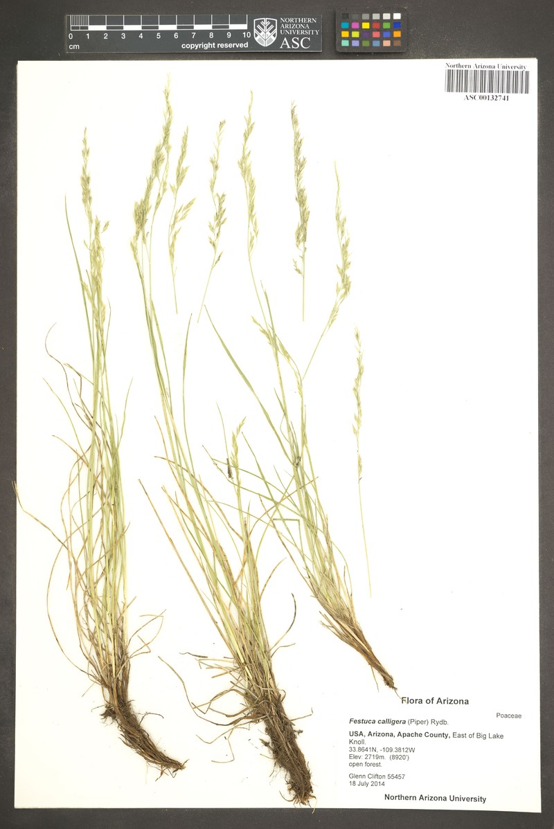 Southwest Fescue photo 3