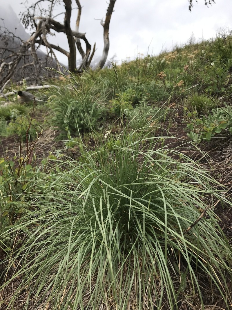 Rough Fescue