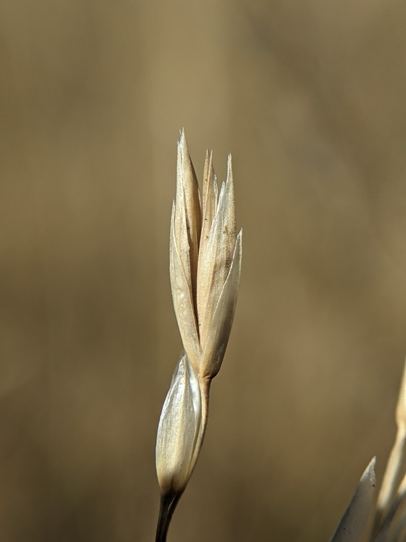 Rough Fescue photo 2