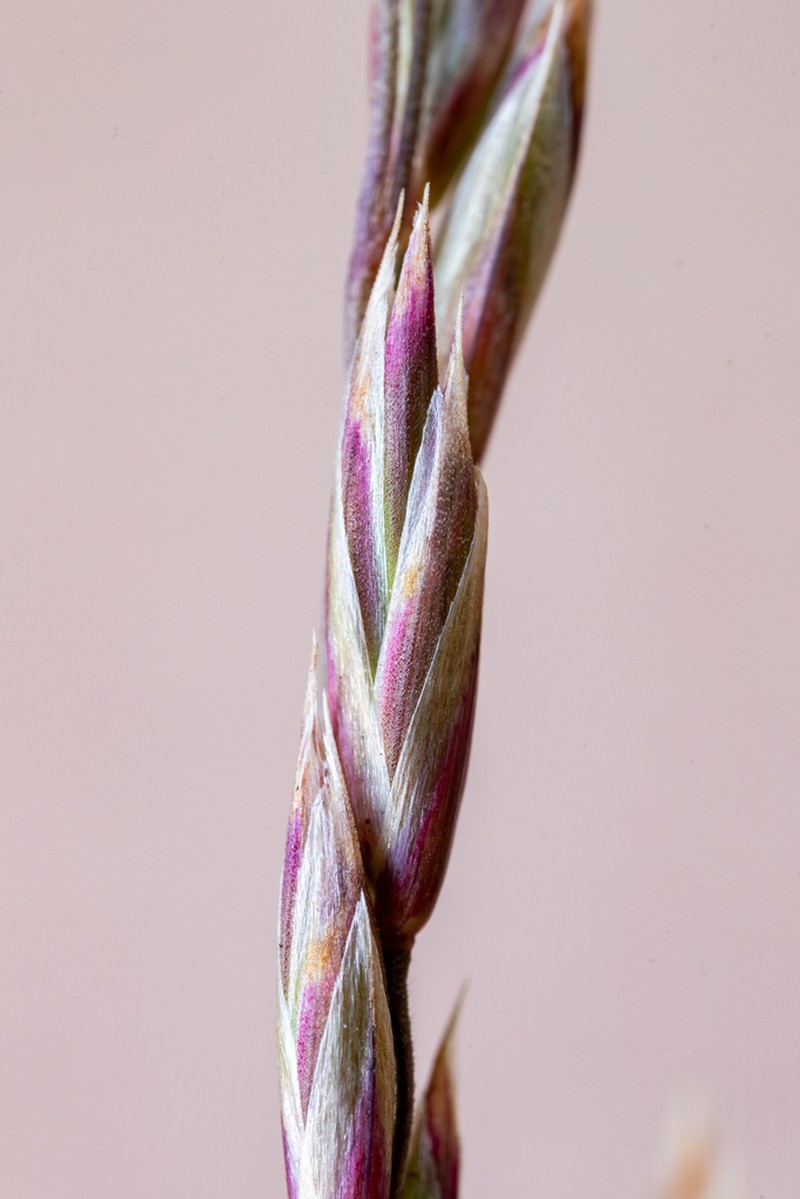 Rough Fescue photo 3