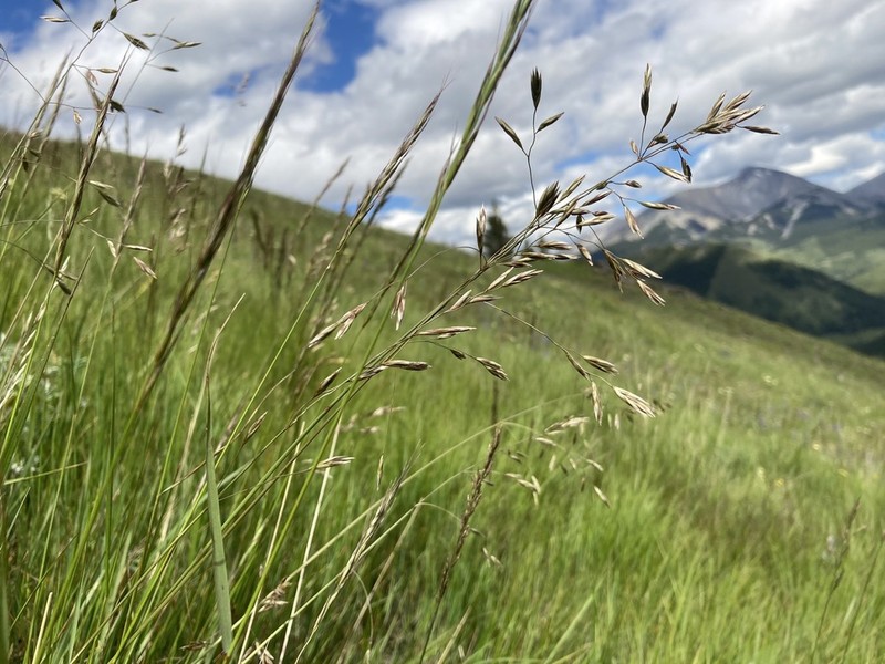 Rough Fescue photo 4