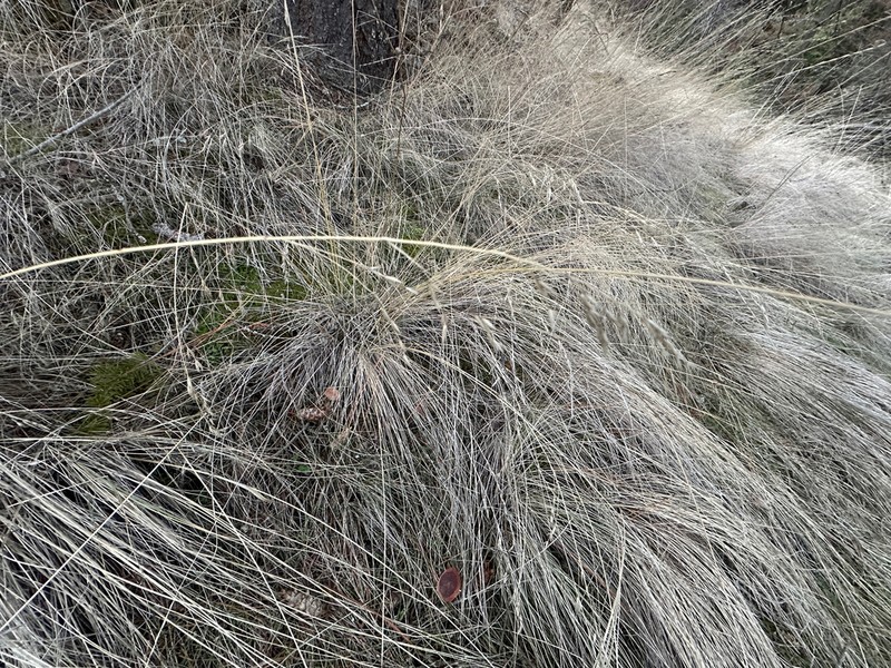 Rough Fescue photo 6