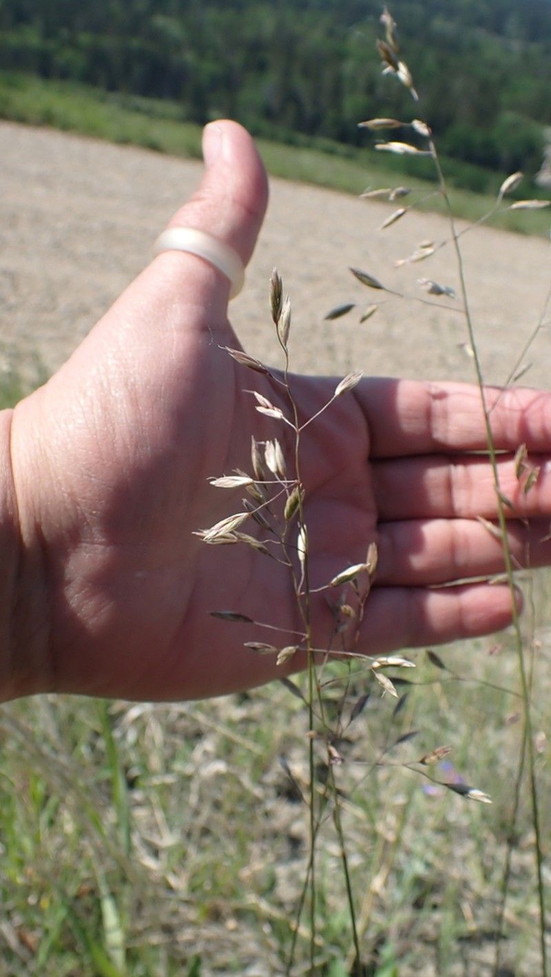 Rough Fescue photo 7