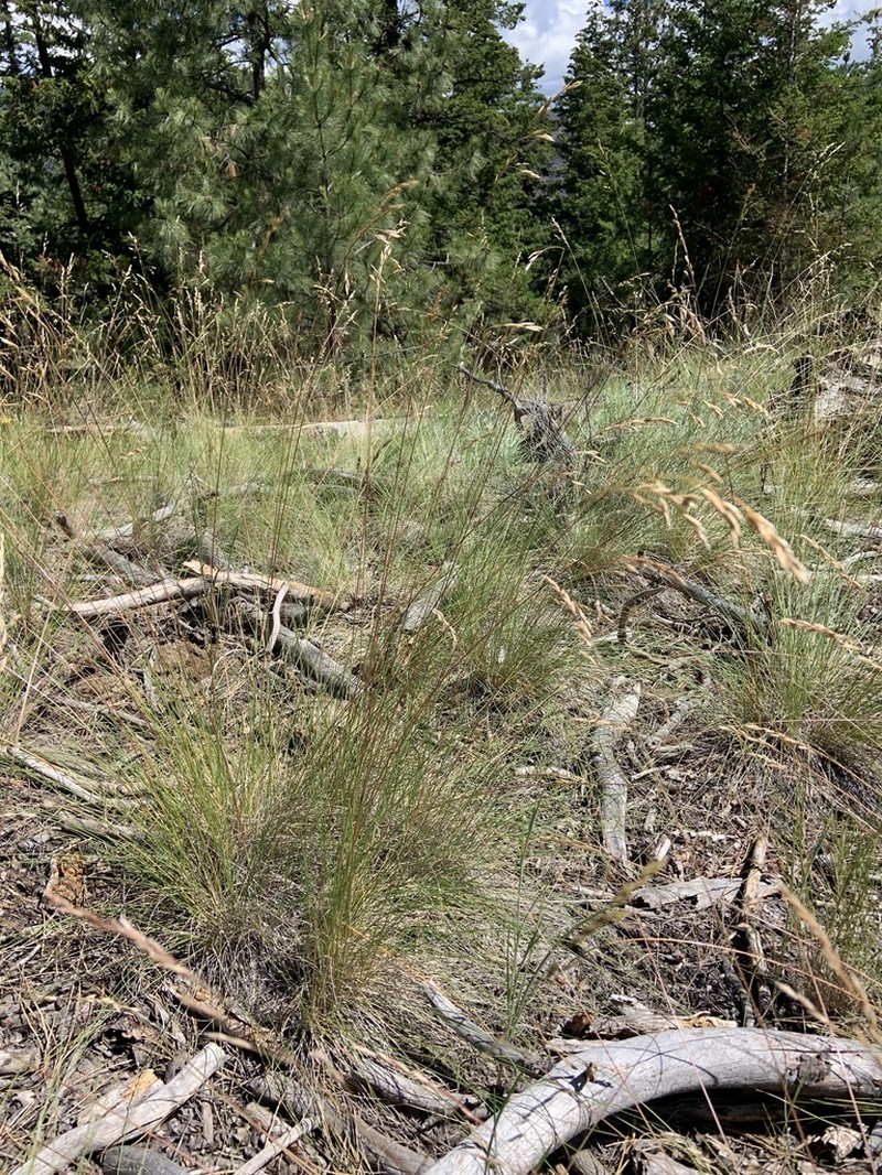 Rough Fescue photo 8