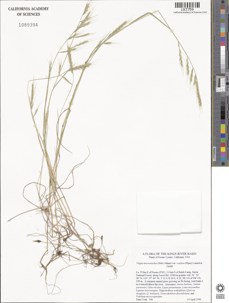 Festuca confusa photo 2