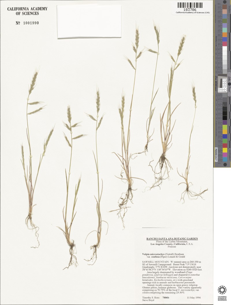 Festuca confusa photo 3