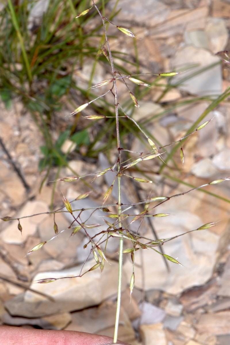Oil Shale Fescue