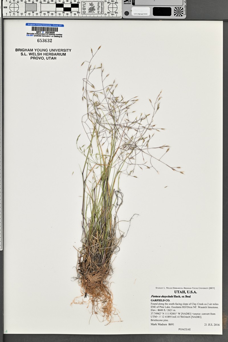 Oil Shale Fescue photo 2