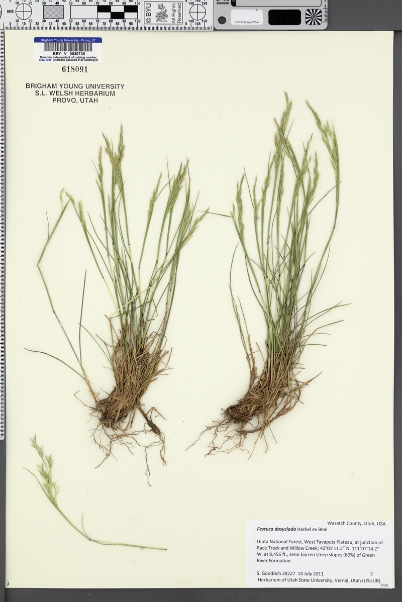 Oil Shale Fescue photo 3
