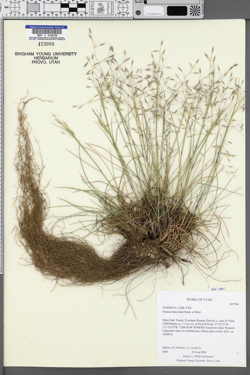 Oil Shale Fescue photo 4