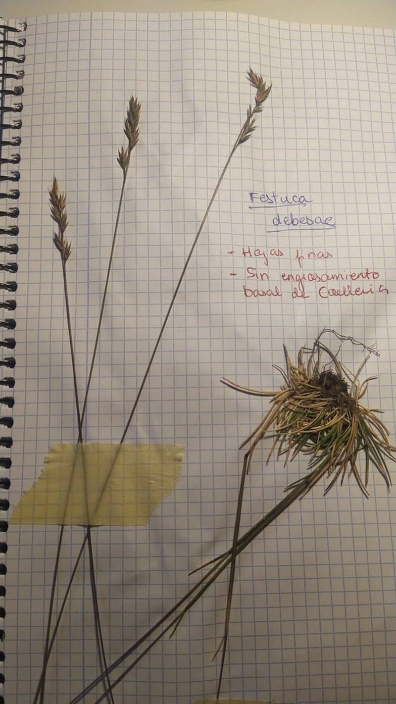 Festuca devesae