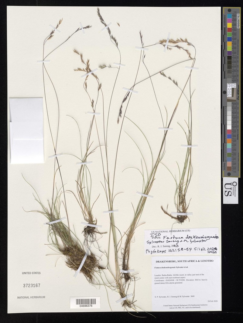 Festuca drakensbergensis
