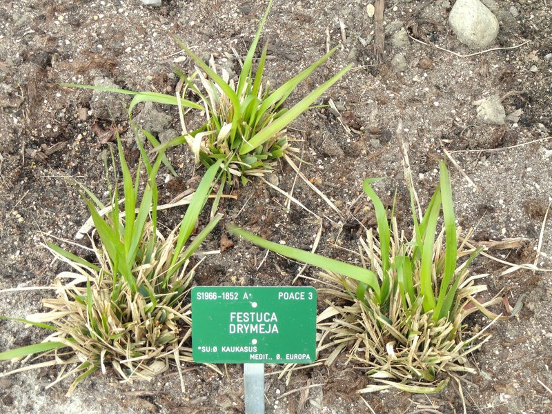 Festuca drymeja