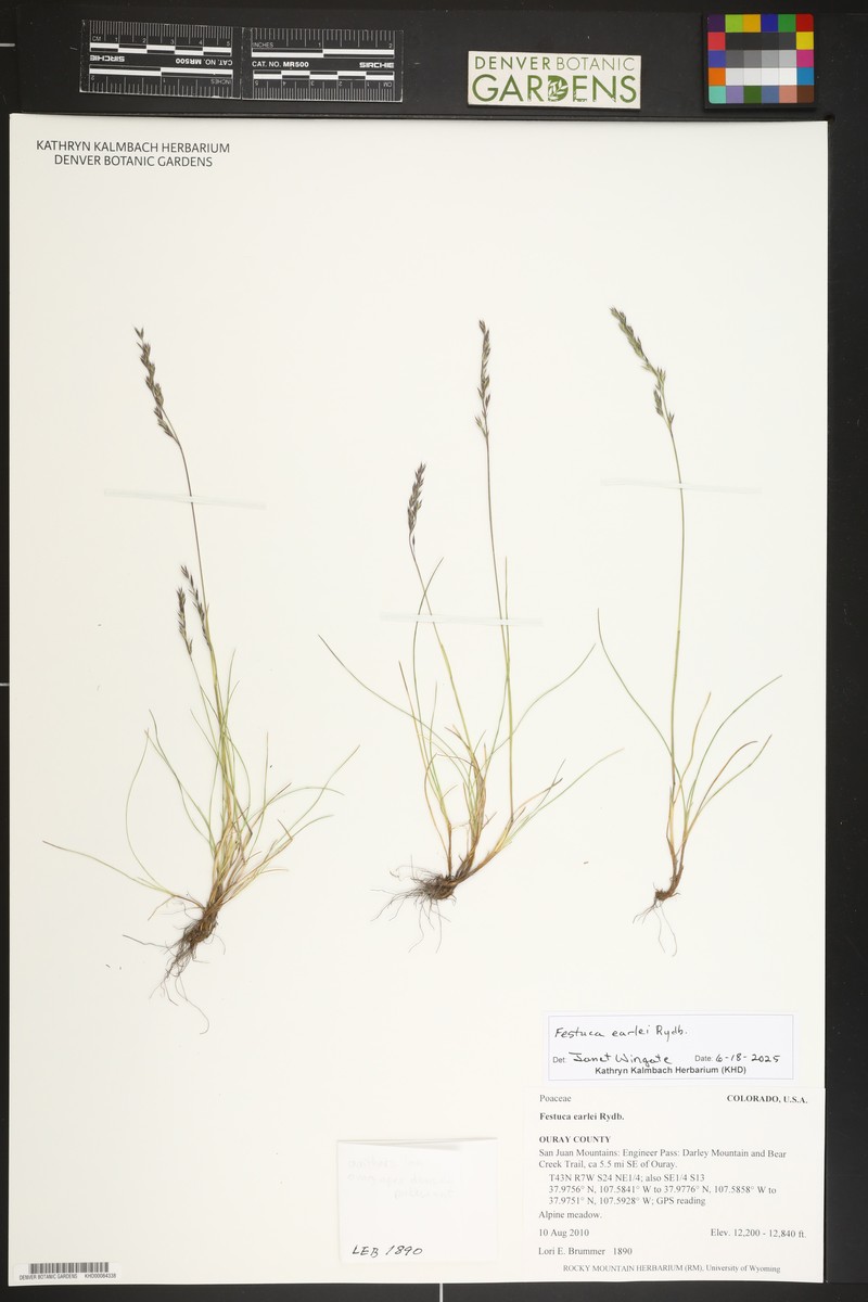 Earle's Fescue