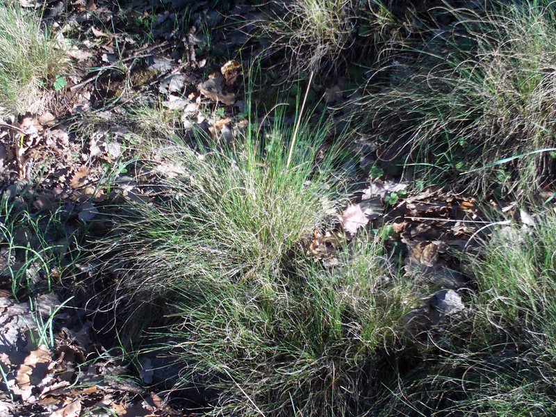 Festuca elegans