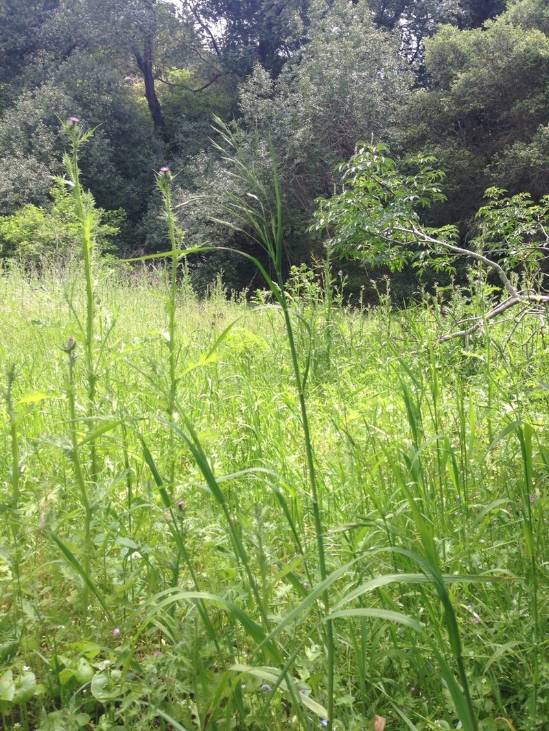 Coast Fescue