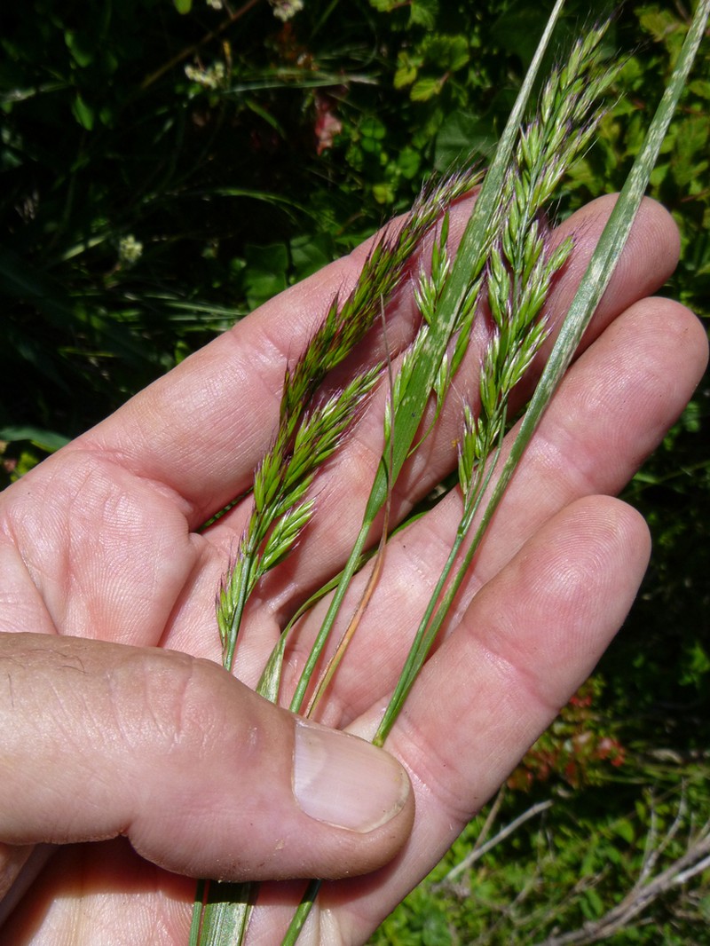 Coast Fescue photo 4