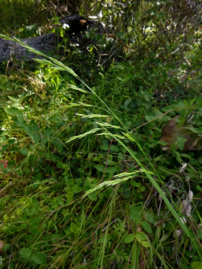 Coast Fescue photo 6